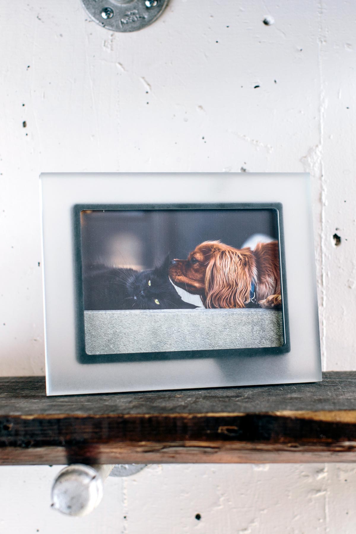 Sea Sanded with Black Lip Prisma Clear Frame, on a shelf, with a photo of a dog and cat inside