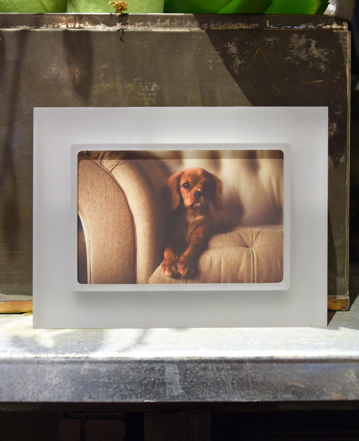 A Smoke Gray Prisma Frame with a king charles cavalier inside